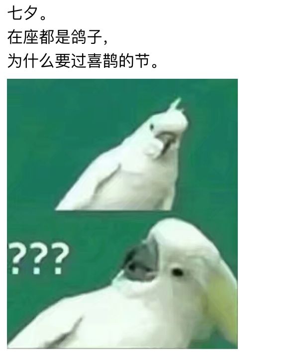 七夕来了表情包 在座都是鸽子，为什么要过喜鹊节